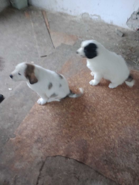 Кученца Алабаи чакат новите си стопани