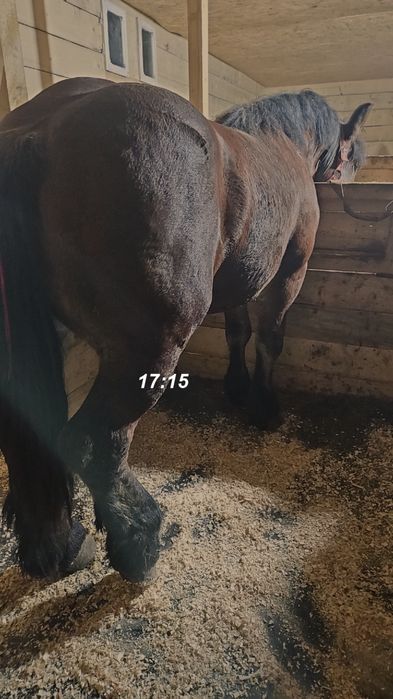 Armăsari de vânzare.