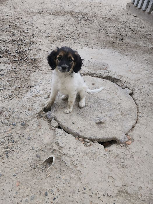 Отдам в добрые руки