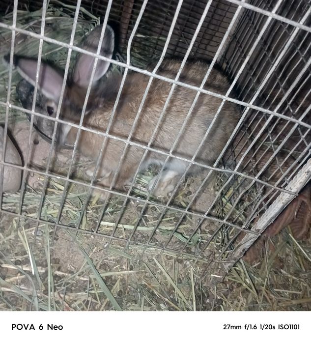 Quyonlar bor sotiladi 7ta bolasi bilan