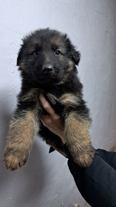 Pui Ciobanesc german