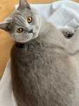 British Shorthair (vârsta 1 an jumătate)