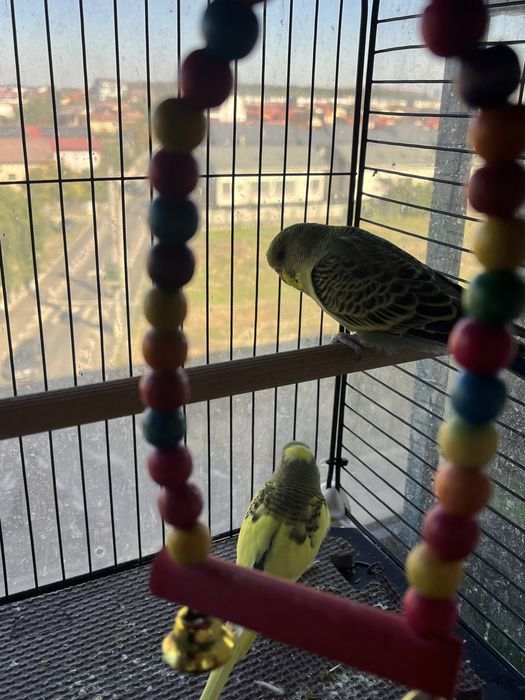 Perusi maruri cu pui cauta locuinta noua