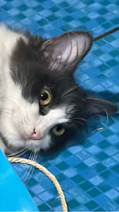 Котенок ищет дом