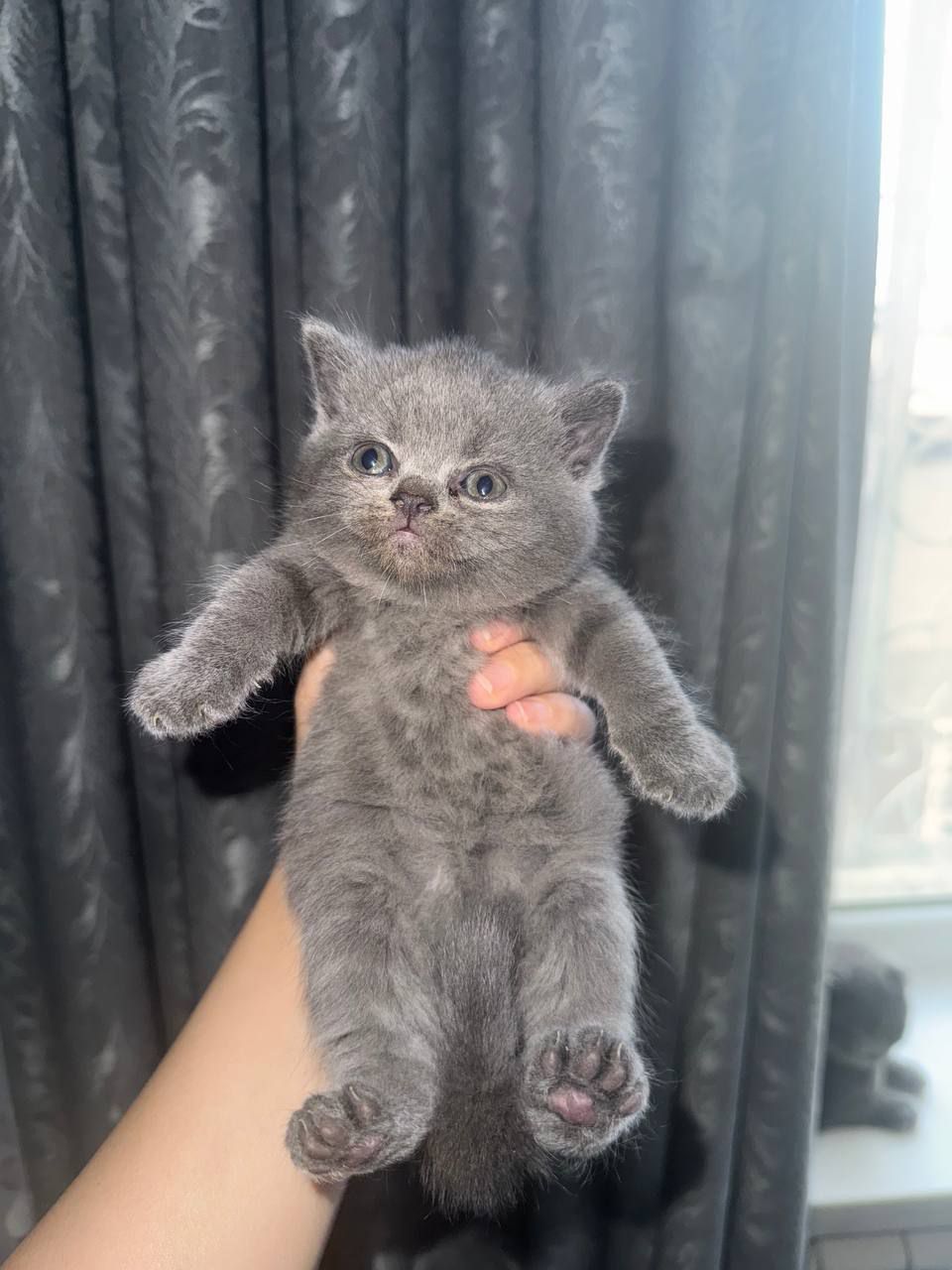 Scottish fold hali sotilmadi