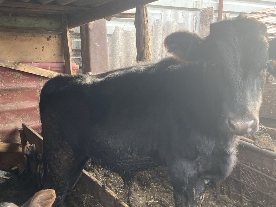 Vând 2 viteti, unul de 2 luni si unul de 9 luni