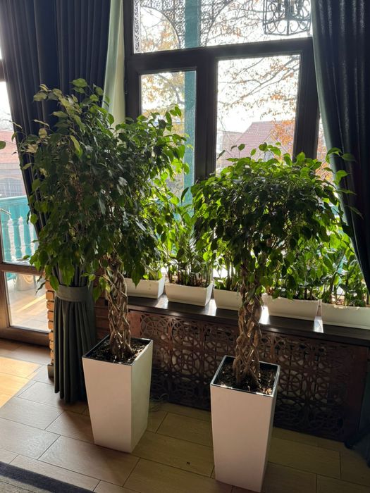 Озеленение офисов, клиник, школ, ресторанов, кофенй