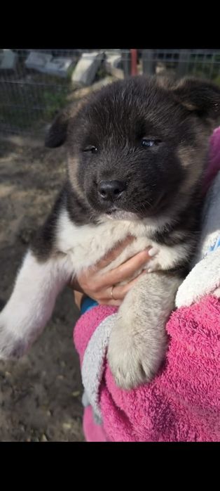 Pui Akita American, rasa pura