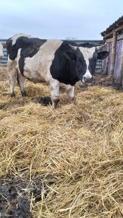 Породам быка голыштин.