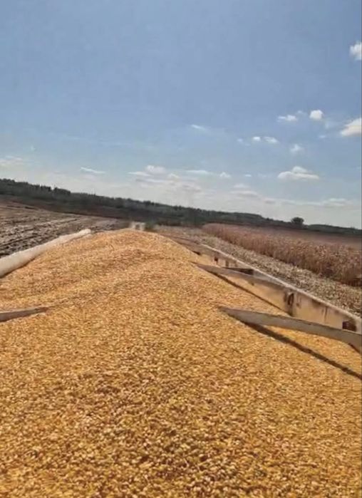 Vand porumb            .