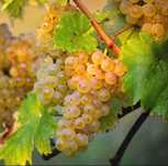 Struguri de vin productie 2025