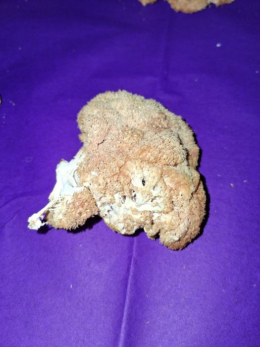 Ciuperci Coama Leului - selecționate, deshidratate