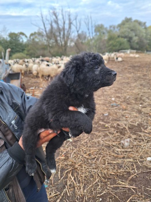 Catei mudi de 8 saptamani, vaccinati