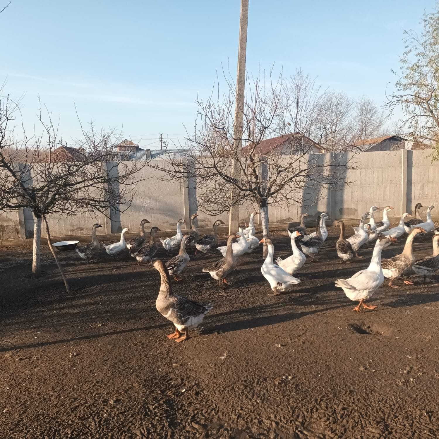 Gâște de vanzare