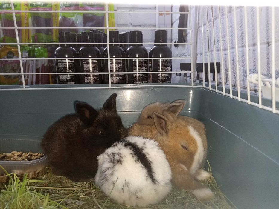 Декоративные кролики. Вислоухий.