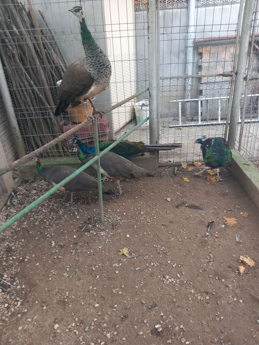 Vând masculi maturi