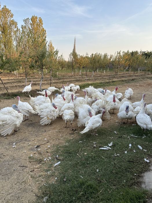 Продаются индюки Биг-6