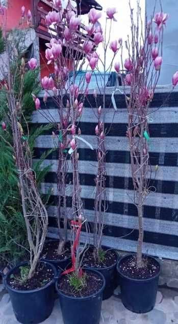 PonPon Tuia Smaragd Leilandy Magnolia Photinia Glob, Evonymus Spirale