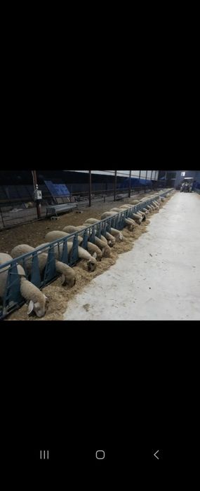 Капани за овце и кози за 20 броя животни