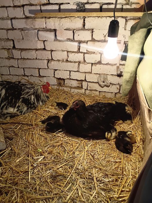 Брама жожалар ва она Товук ва жожалар сотилади кора Шахзола ва Брама М