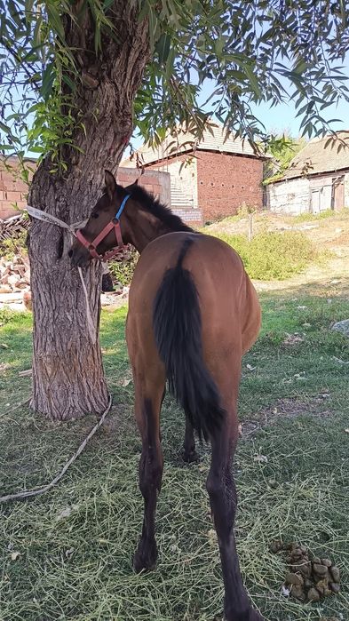Vând mânz sau schimb cu animale