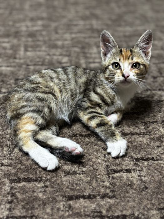 Котята девочки мышеловки