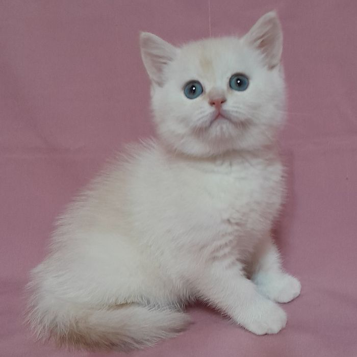 Продается  шикарный голубоглазый мальчик шиншилла,скотишстрайт.
