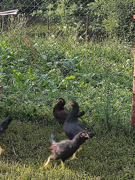 Pui Strumski și pui Combatant Urias