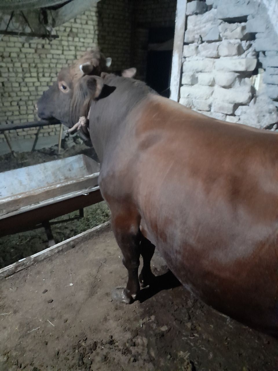Qurbonlik uchun buqalar sotiladi