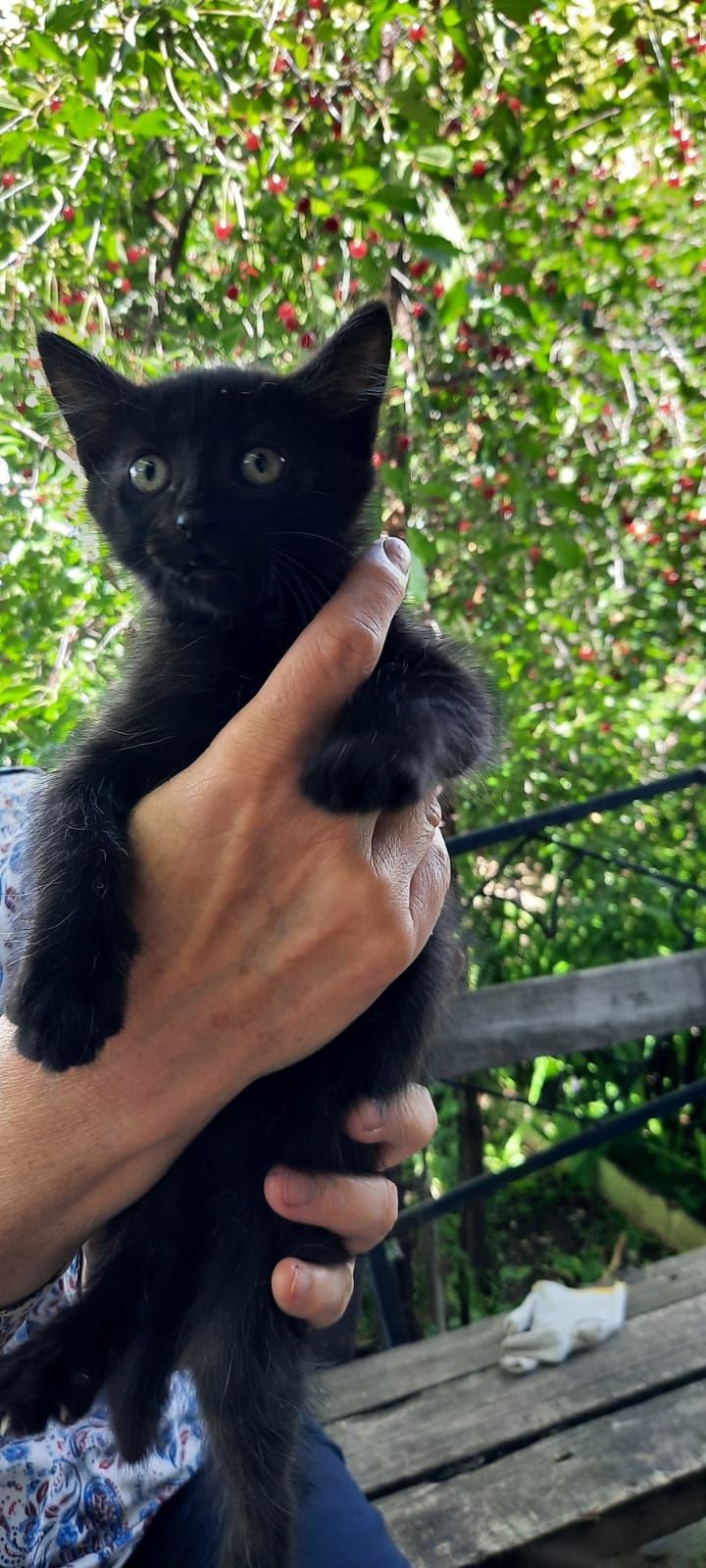 Отдам котят, потомственных мышеловов в хорошие руки.