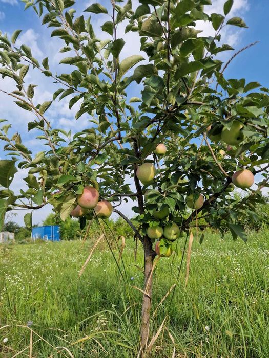 Vand teren extravilan Urseni 2163mp