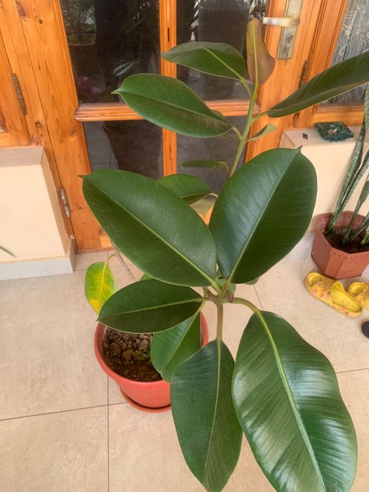 Домашние ростения