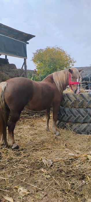 Iapă de vânzare are