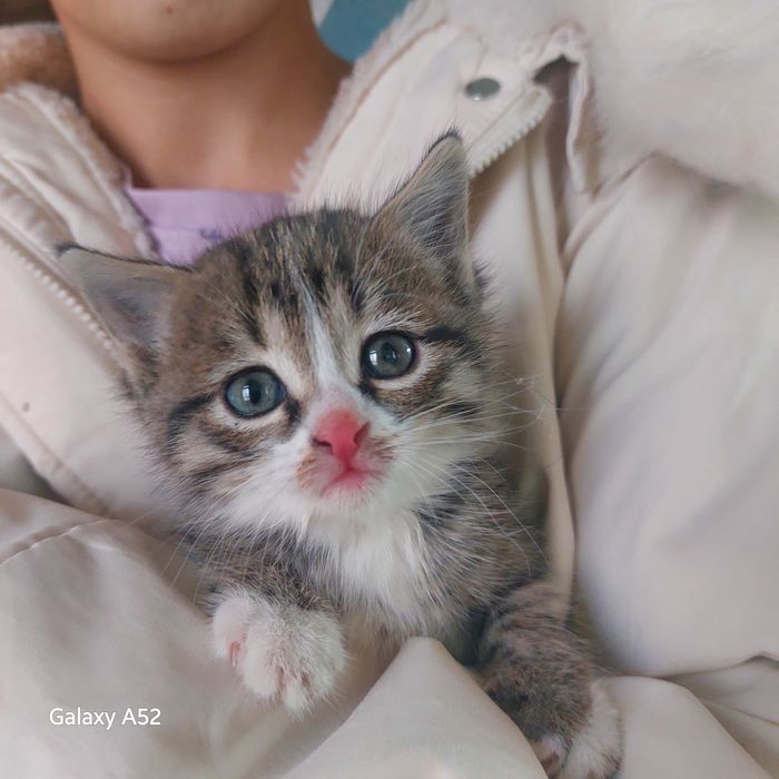 Котенок отдам срочно