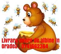 Vand miere de albine naturala 25 lei /kg livrare gratuita in Oradea