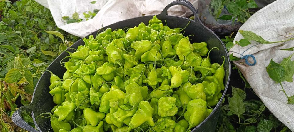 De vânzare ardei iute clopoțel