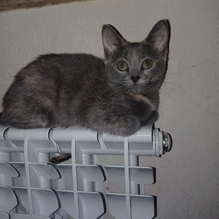 Отдаём в добрые руки котят