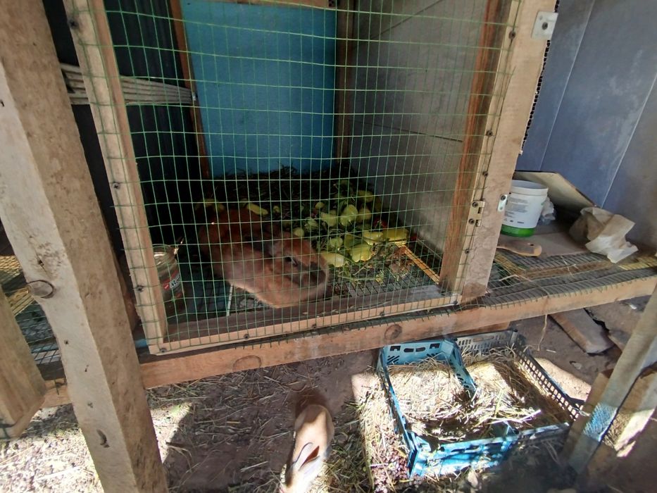 Кролики Quyon sotiladi