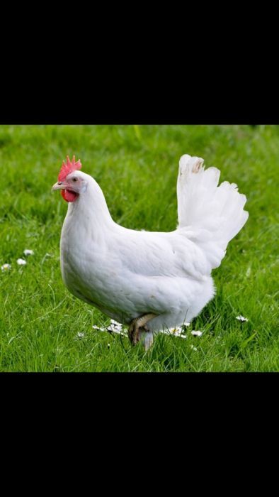 tarata furajera concentrate