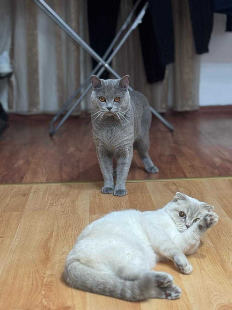 Шотландска клепоуха котка
