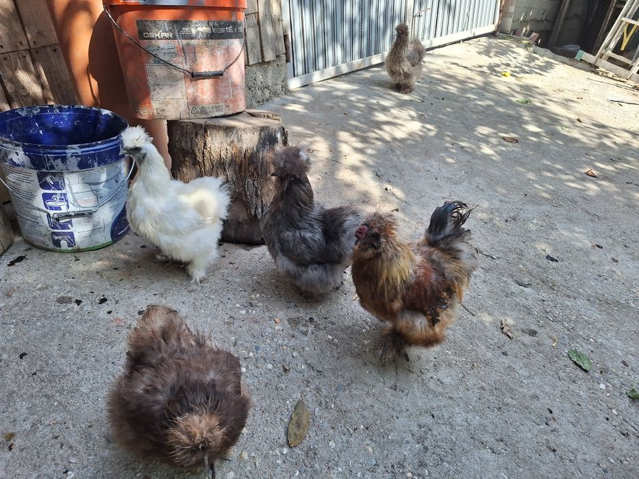 Vând Famile Mătase Japoneza 4+1