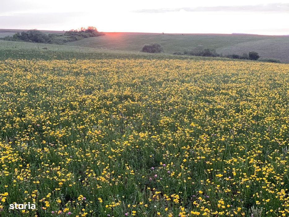 Teren arabil de 630 hectare în Galați