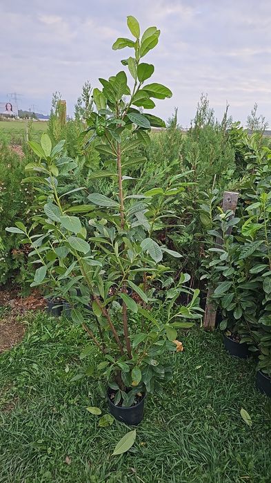 Prunus laucerasus englezesc- photinia red robin