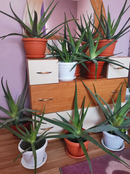 Алое вера лечебно