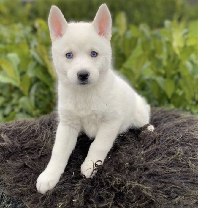 Fetita husky siberian