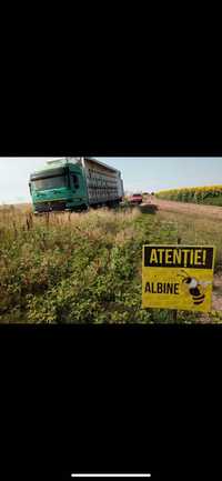 Camion apicol cu fam de albine