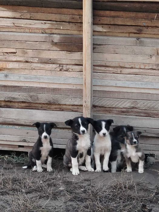 Отдам щенят в хорошие руки