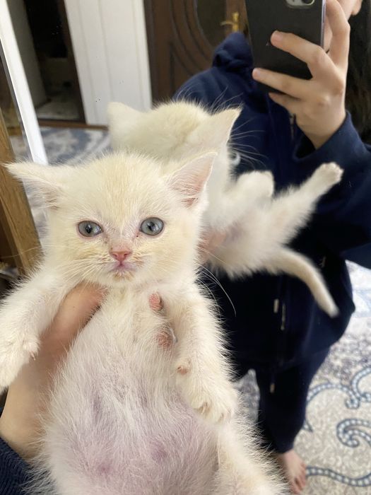 mushuk bolasi turetskiy angora