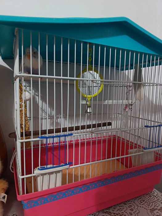 Pui peruș+colivie+accesori