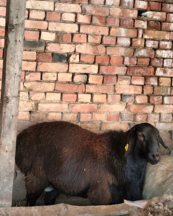 Продам породистый гисар на племя возраст 1год и 6 мясецов цвет каштан